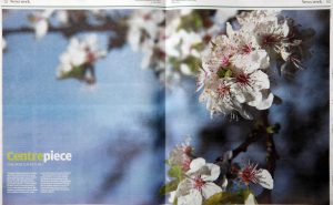 Vampires and Cherry Blossom