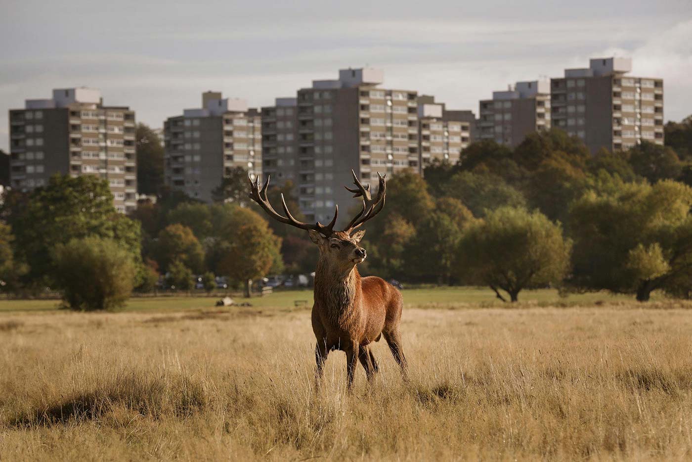 Richmond Park, London - Reportage Photographer
