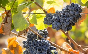 Christmas shopping in the Vineyard